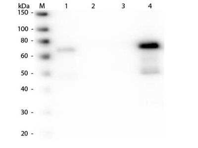 Western Blot: Goat anti-Chicken IgM Secondary Antibody [Texas Red] [NBP1-73507] - Lane 1: Chicken IgG whole molecule. Lane 2: Chicken IgG F(c) Fragment. Lane 3: Chicken IgG F(ab) Fragment. Lane 4: Chicken IgM Whole Molecule. All samples were reduced. Load: 50 ng per lane. Block: incubated with blocking buffer for 30 min at RT. Primary Antibody: Anti-Chicken IgM (mu chain) (GOAT) Antibody Peroxidase Conjugated 1:30,000 for 60 min at RT. Predicted/Observed Size: 25 and 72 kDa for Chicken IgG, 25 kDa for F(c) and Fab, 75 kDa for IgM. Chicken F(c) migrates slightly higher.